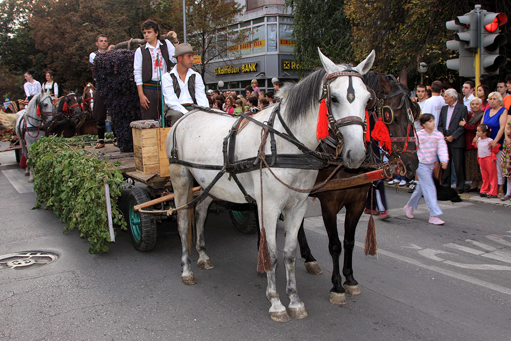 131. SMEDEREVSKA JESEN